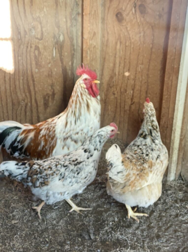 Aloha Chicken Fertile Eggs