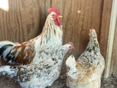 Aloha Chicken Fertile Eggs