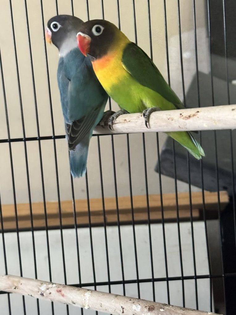 baby Love Birds