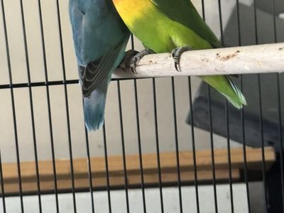 baby Love Birds