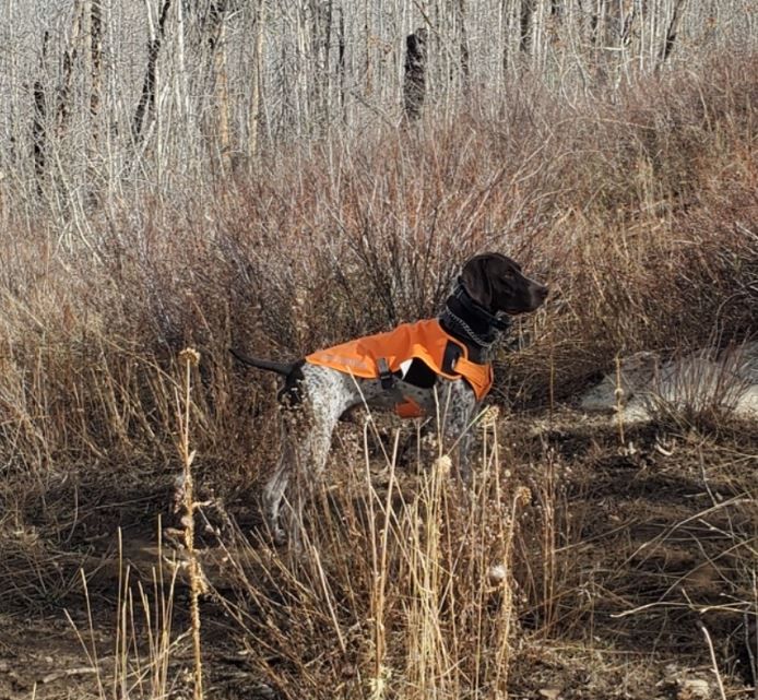 Not for sale, German Shorthaired Pointer stud service