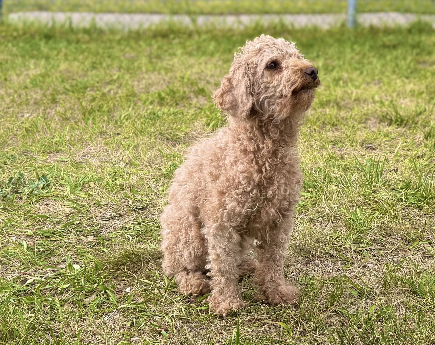 AKC Toy Poodle - Pure breed. 8 lbs