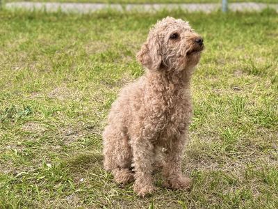 AKC Toy Poodle - Pure breed. 8 lbs