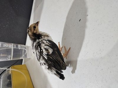 PR Kikiriki sexed chicks