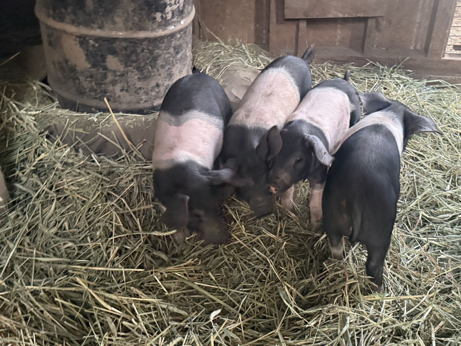 Roaster pigs