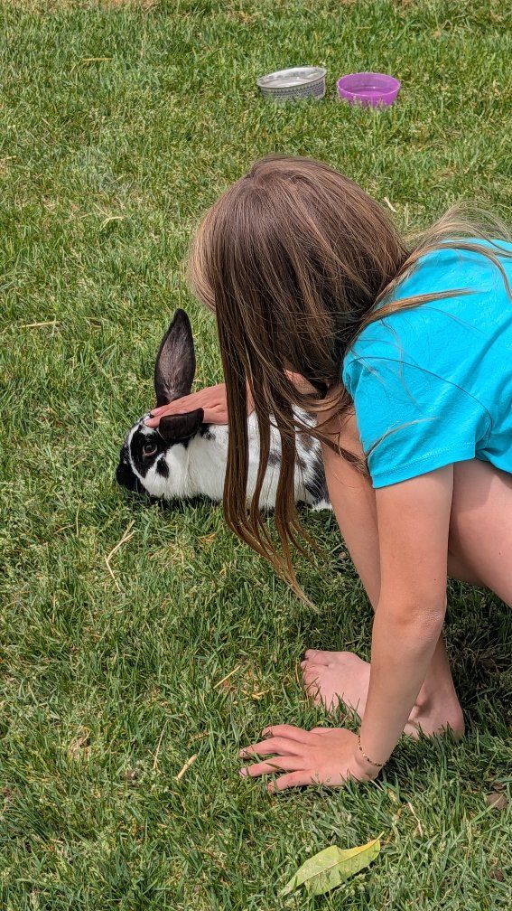 Cute Male Holland Lop Rhinelander mix Bunny