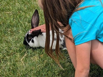 Cute Male Holland Lop Rhinelander mix Bunny
