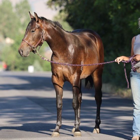 Wimpys Little Step Mare
