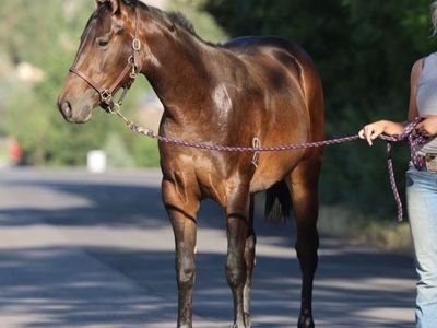 Wimpys Little Step Mare
