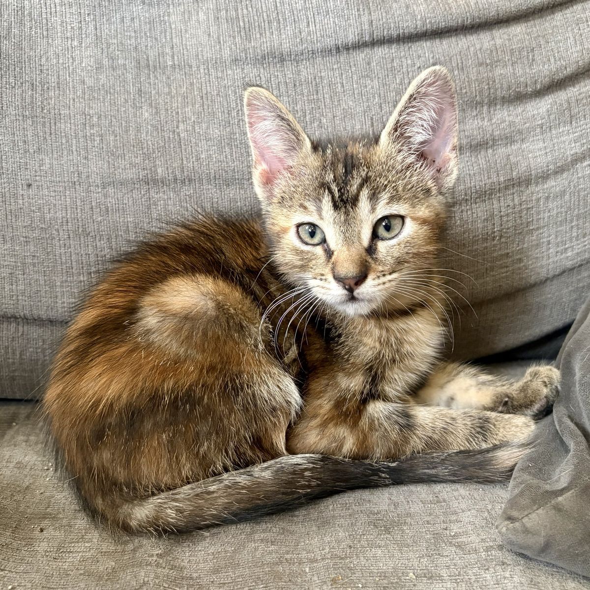 Beautiful & Sweet Vaccinated Torbie Female Kitten