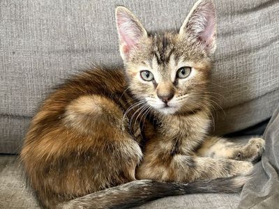 Beautiful & Sweet Vaccinated Torbie Female Kitten