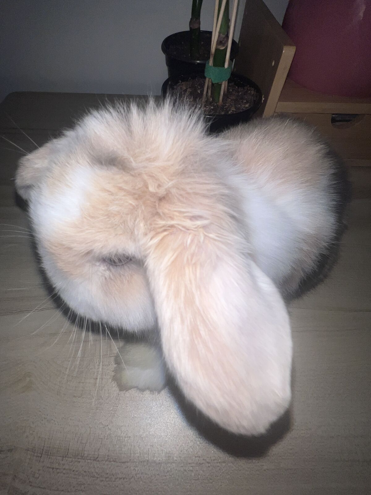 Adorable Cream Blue Fawn Holland lop girl