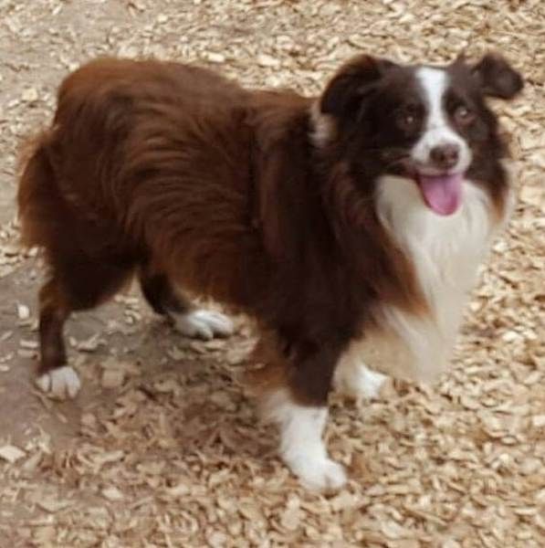 Lost Mini Aussie In Orem Provo Area