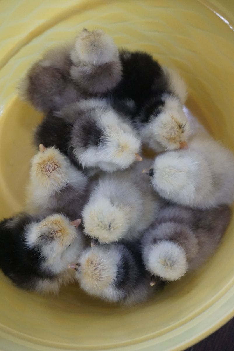 * Mottled Silkie Chicks *