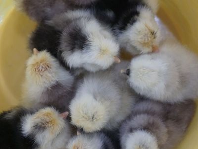 * Mottled Silkie Chicks *