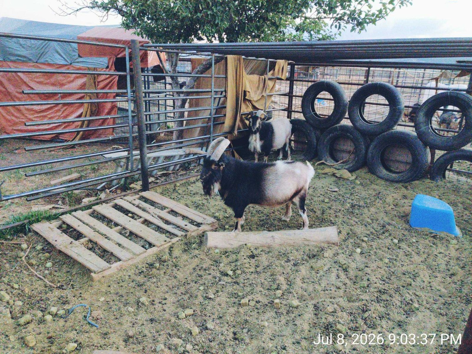 Nigerian Dwarf Buck Goats