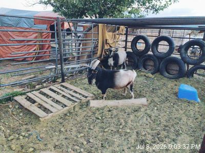 Nigerian Dwarf Buck Goats