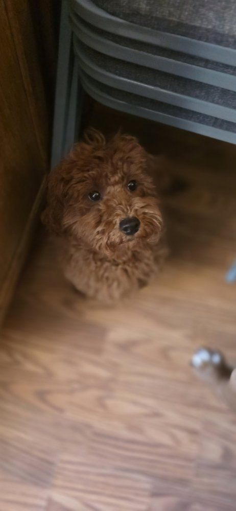 7 month old female goldendoodle