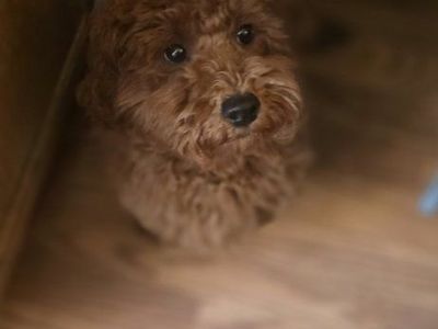 7 month old female goldendoodle