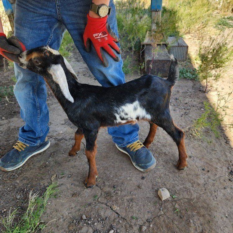 Nubian buckling