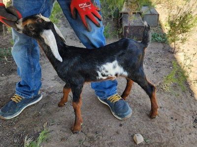 Nubian buckling