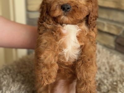 Cavapoo