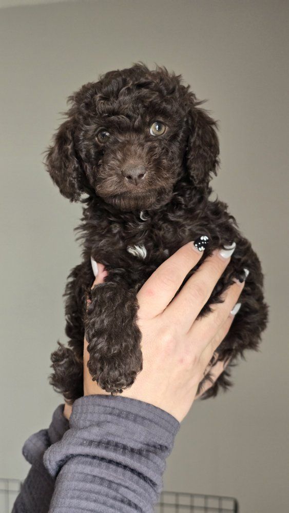 Mini AussieGoldenDoodle
