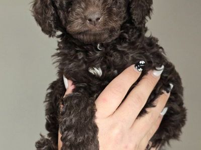 Mini AussieGoldenDoodle