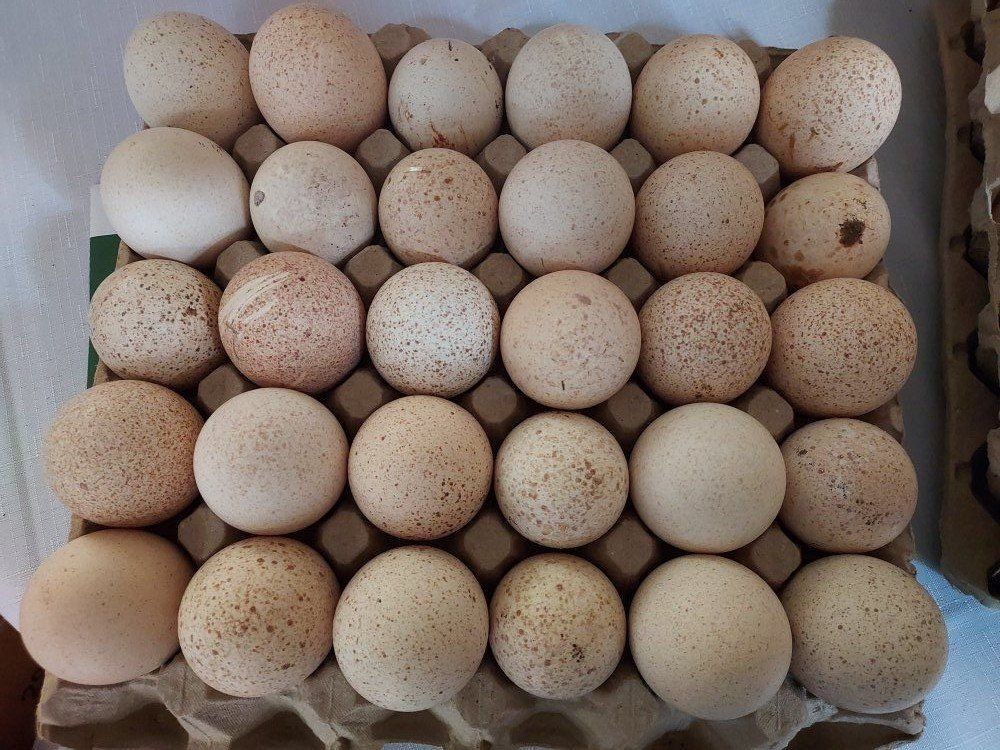 Standard Bronze Turkey Eggs