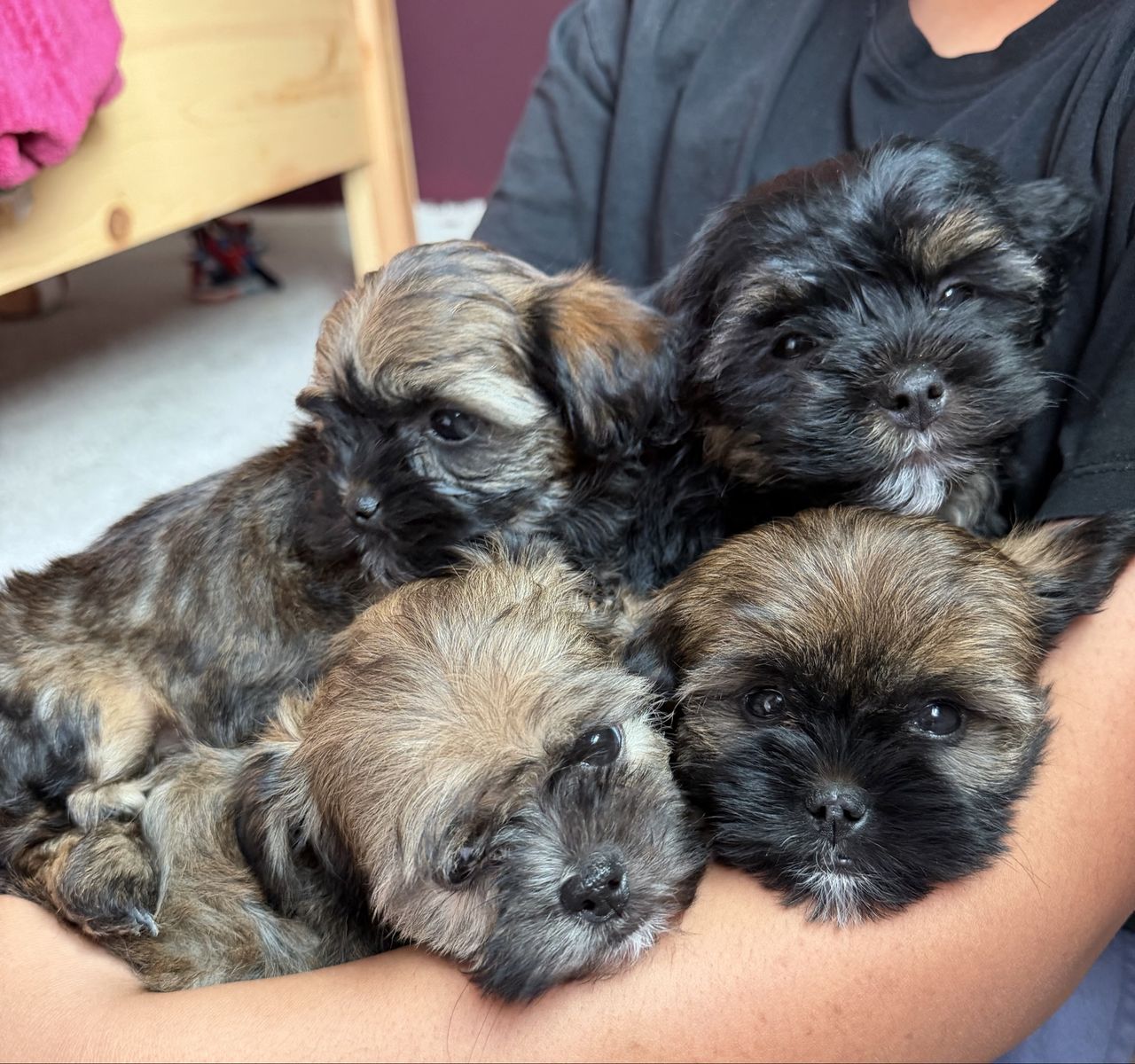 SPRING SHORKIE PUPS!
