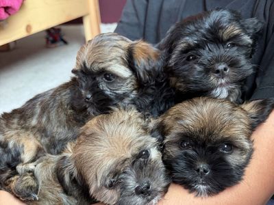 SPRING SHORKIE PUPS!