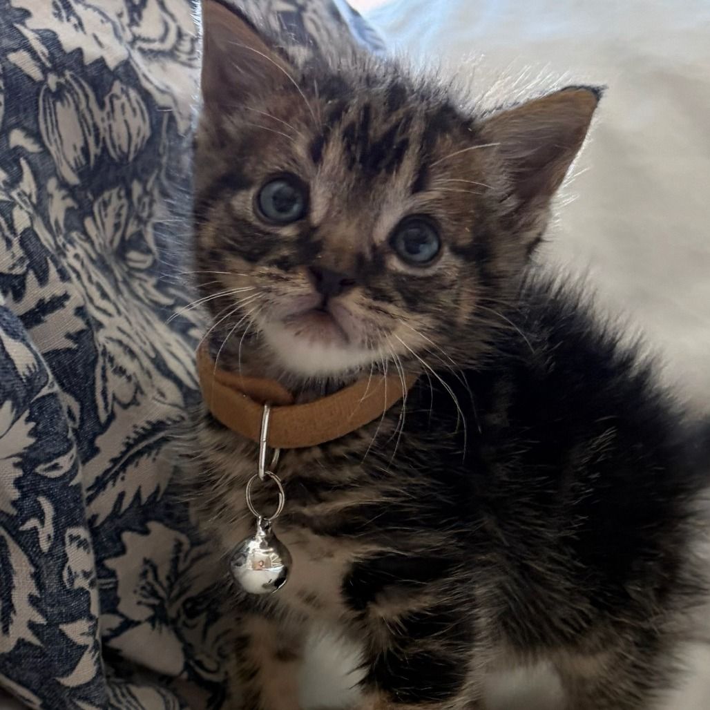 Hello my name is Dunkin
