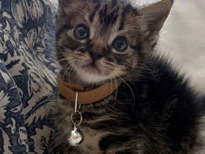Hello my name is Dunkin