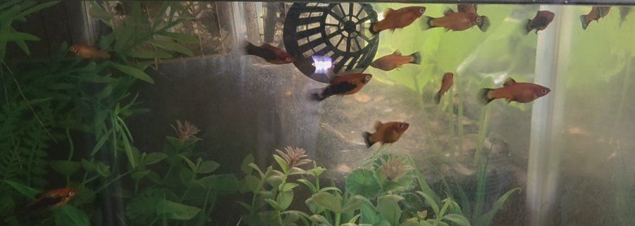 Live Fish Platy