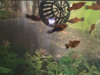Live Fish Platy