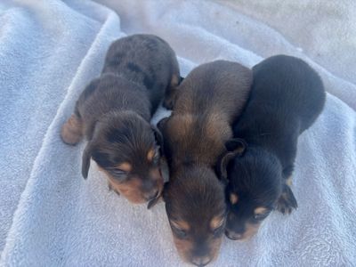 Quality Miniature Longhaired Dachshunds