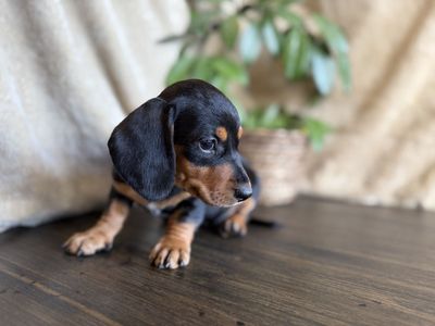 Mini Dachshund Puppies