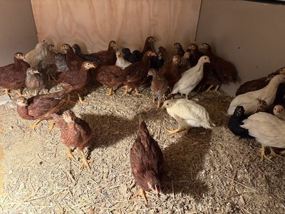 Started Pullets - Ready For Your Coop