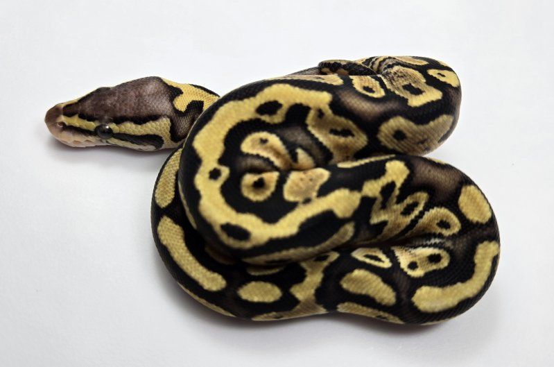 Main image 5