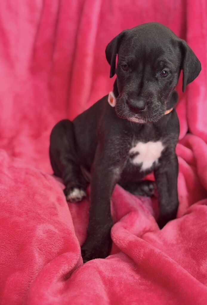 AKC Great Dane Pups