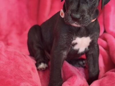 AKC Great Dane Pups