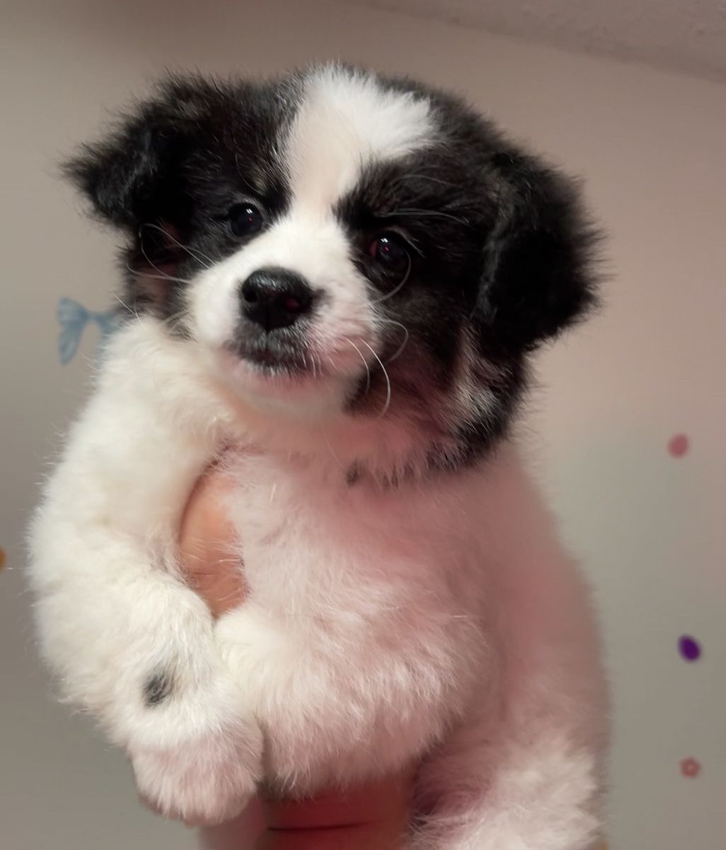 Pomsky Puppies - Toy/Small Size - UTD Shots, Dewormed, Crate & Potty Trained