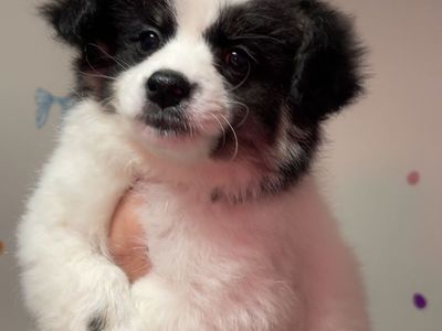 Pomsky Puppies - Toy/Small Size - UTD Shots, Dewormed, Crate & Potty Trained