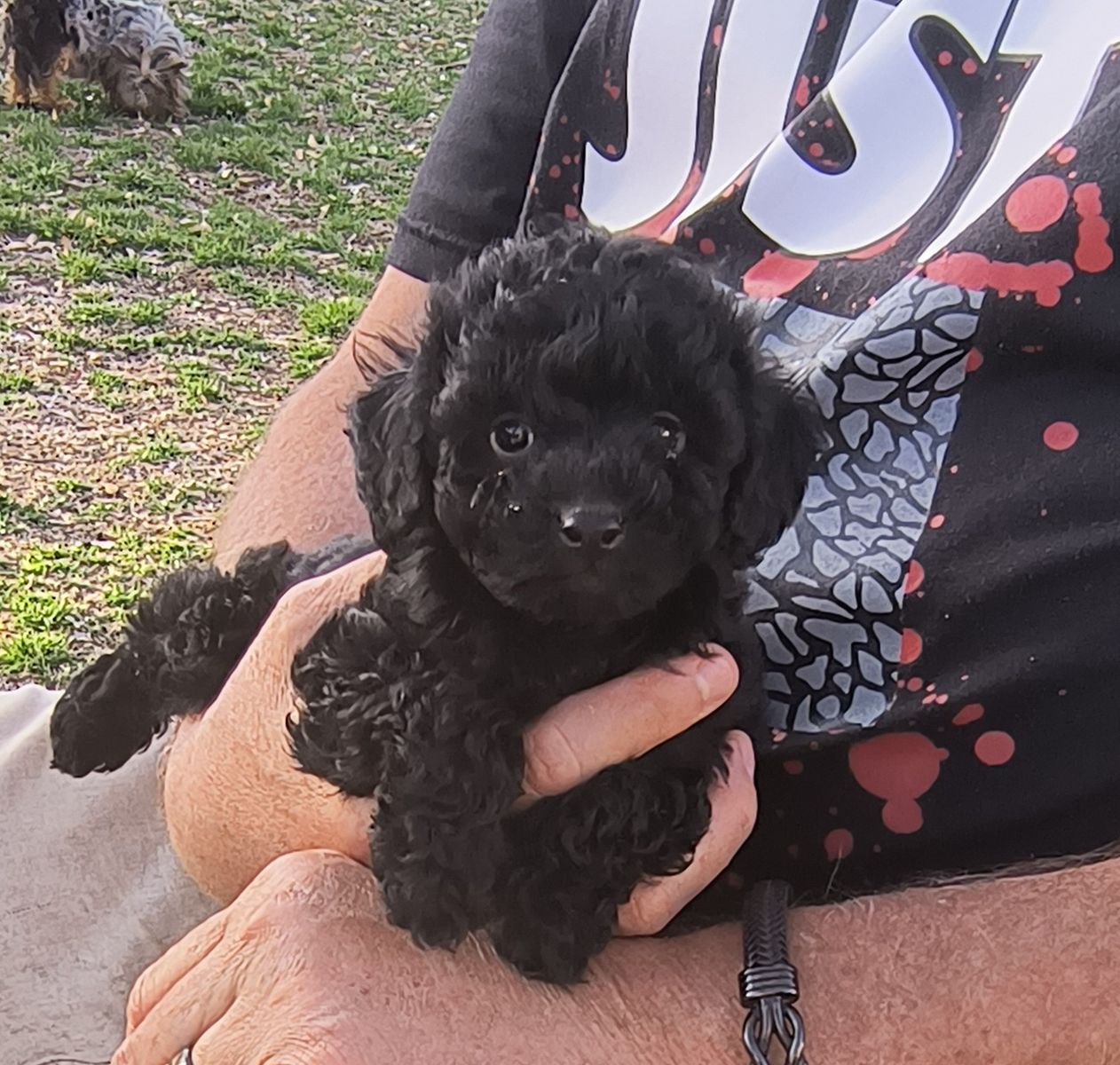Tiny Multigeneration Cavapoo puppy Cavalier Poodle