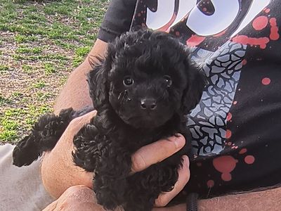Tiny Multigeneration Cavapoo puppy Cavalier Poodle