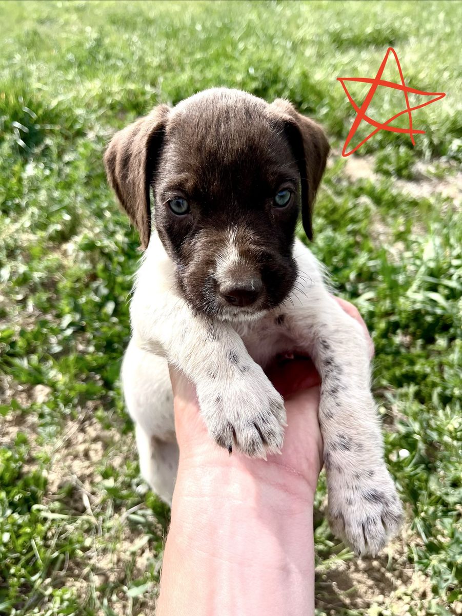 German Wirehaired Pointer / German Shorthaired Pointer Pup LAST ONE