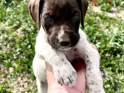 German Wirehaired Pointer / German Shorthaired Pointer Pup LAST ONE