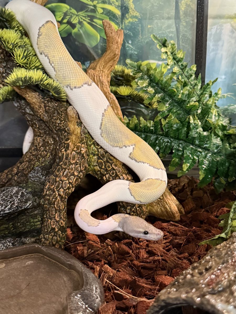 Mojave Midnight Hypo Pied 