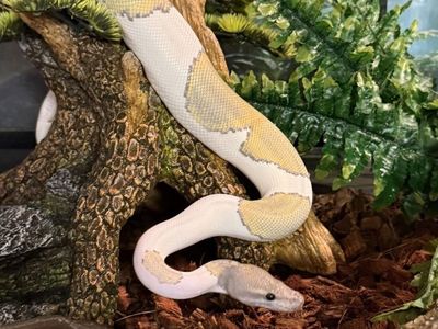 Mojave Midnight Hypo Pied