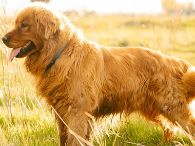 Premium Golden Retriever Dog Breeding Program For Sale